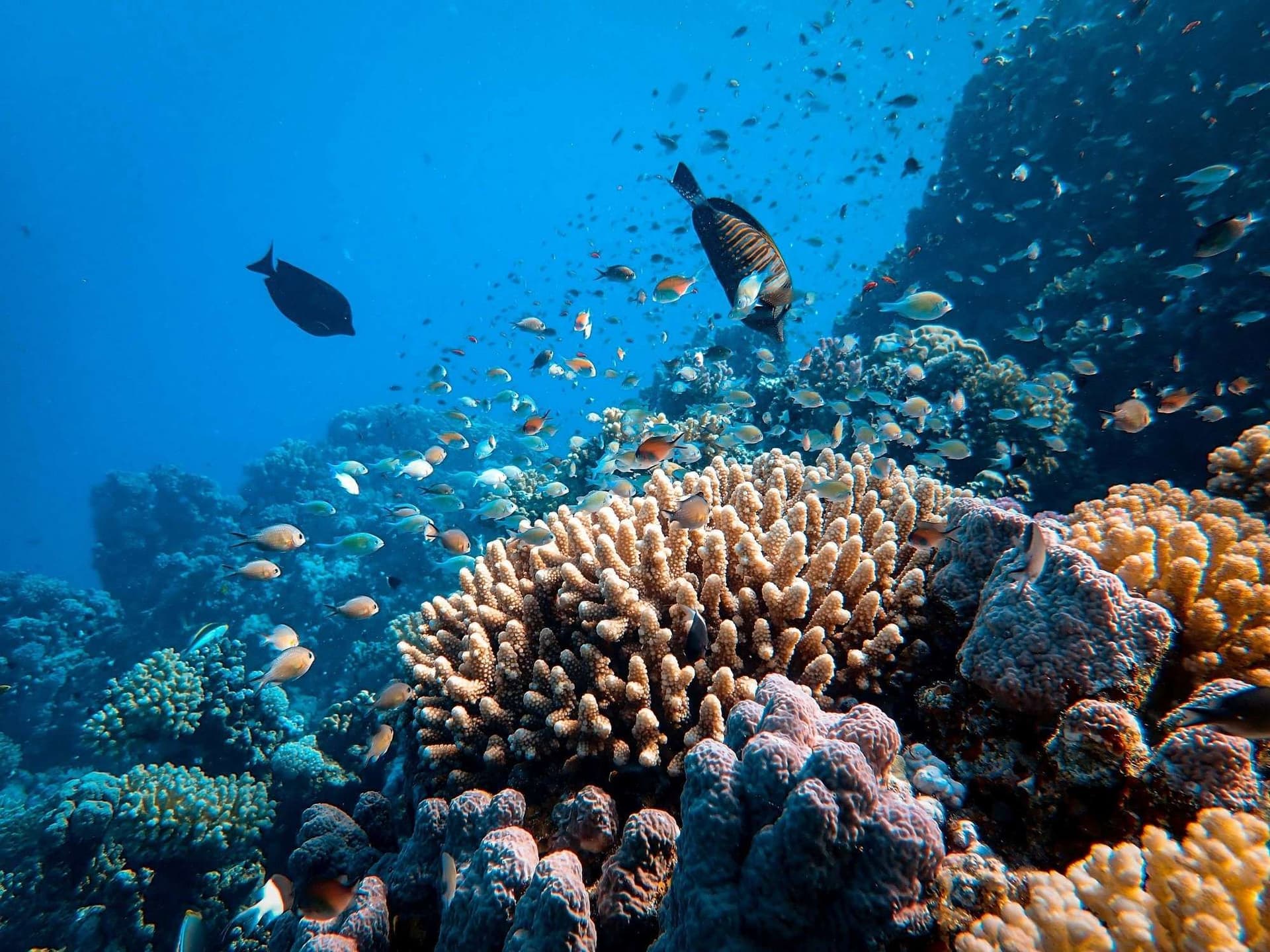 Maldives Tropical Paradise