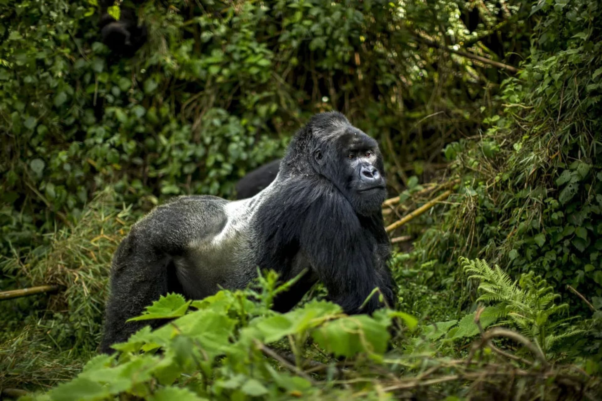 Mountain Gorilla Trekking