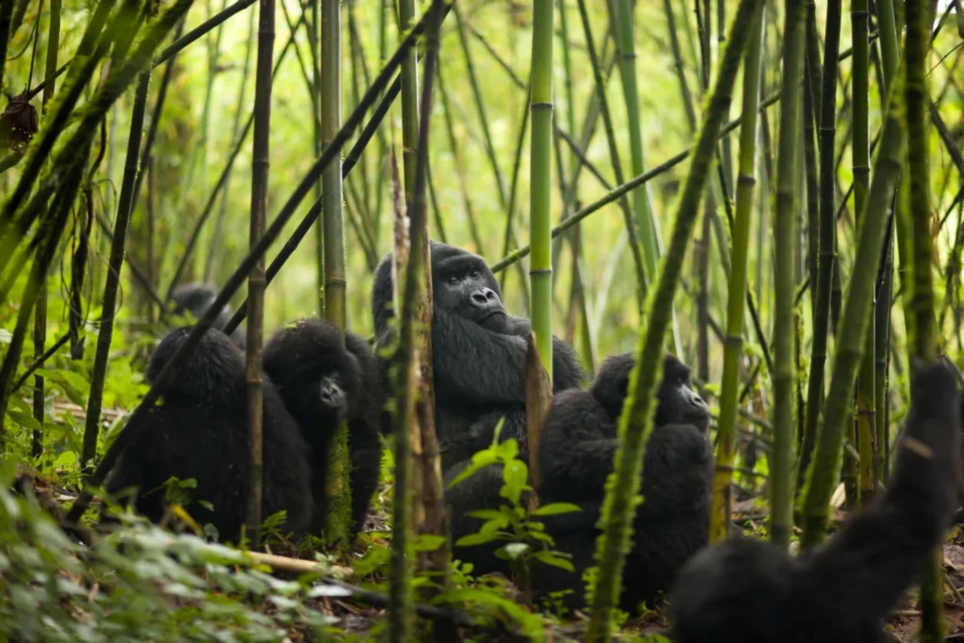 Rwanda