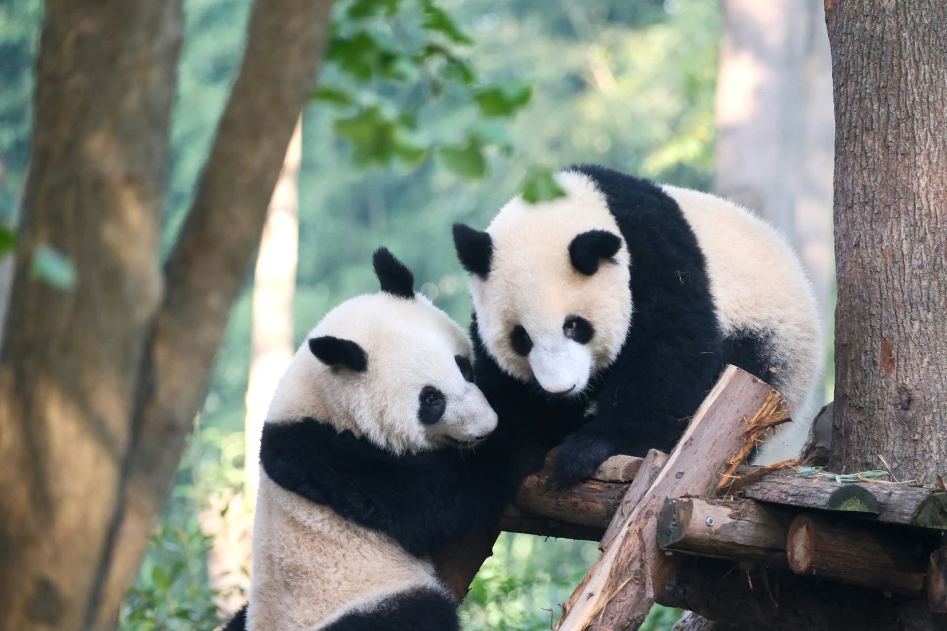 China's Beloved Giant Pandas