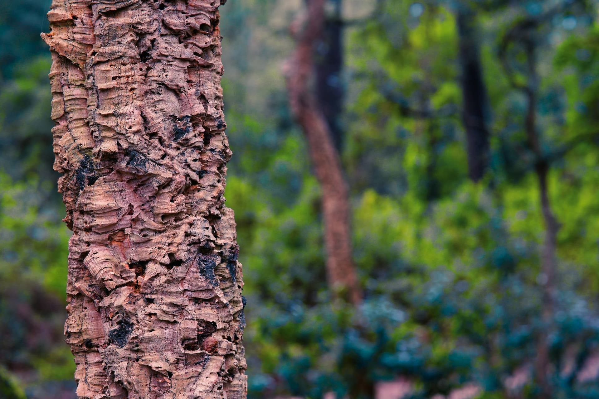 Cork Forest Landscapes