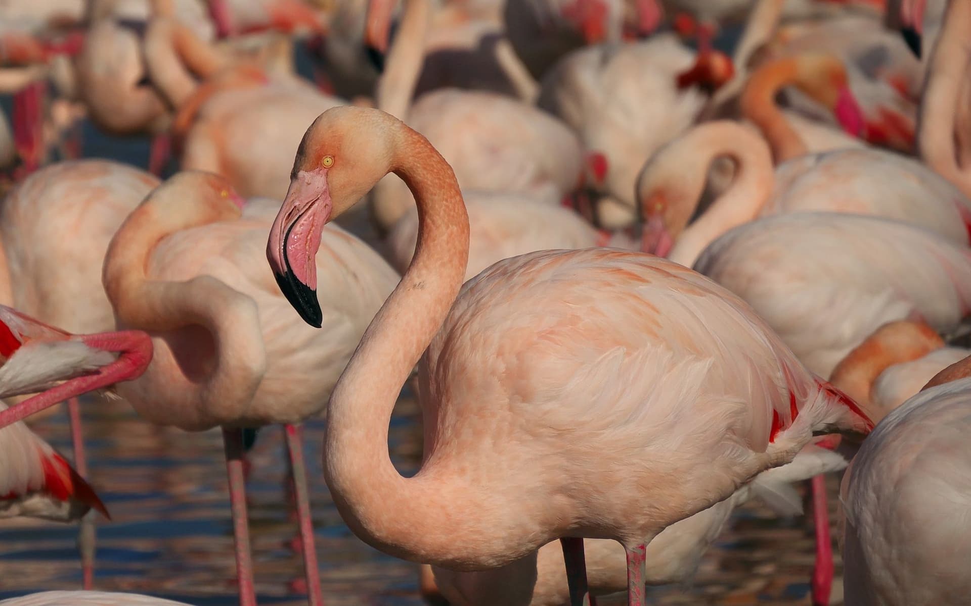 Ride into the Wild Beauty of the Camargue