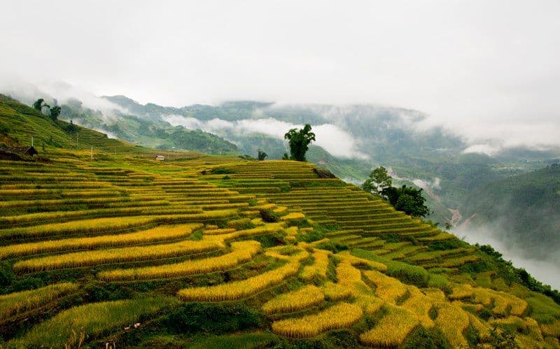 Trek Through Golden Rice Terraces