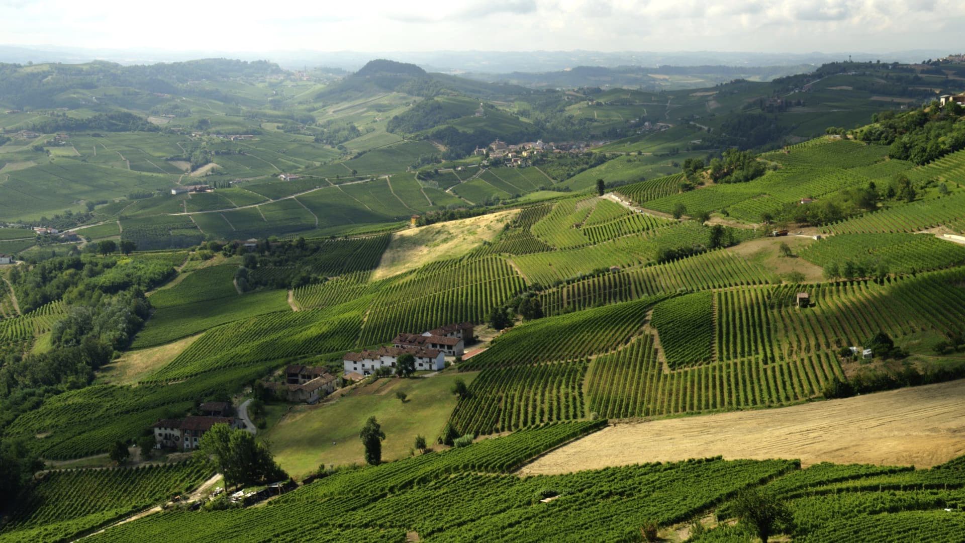 Langhe's Vineyard Landscape