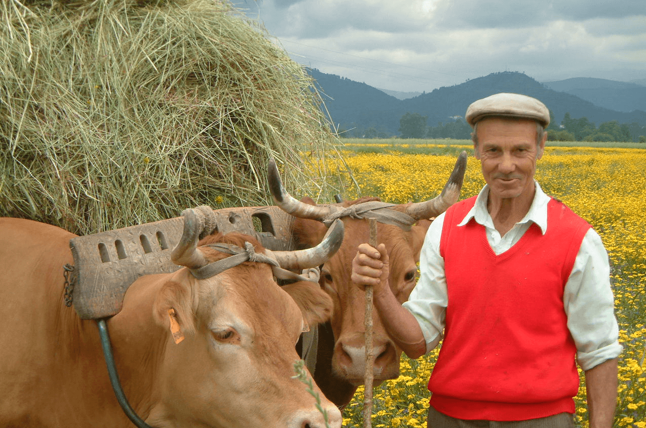 Experience Rural Portuguese Life At Close Quarters