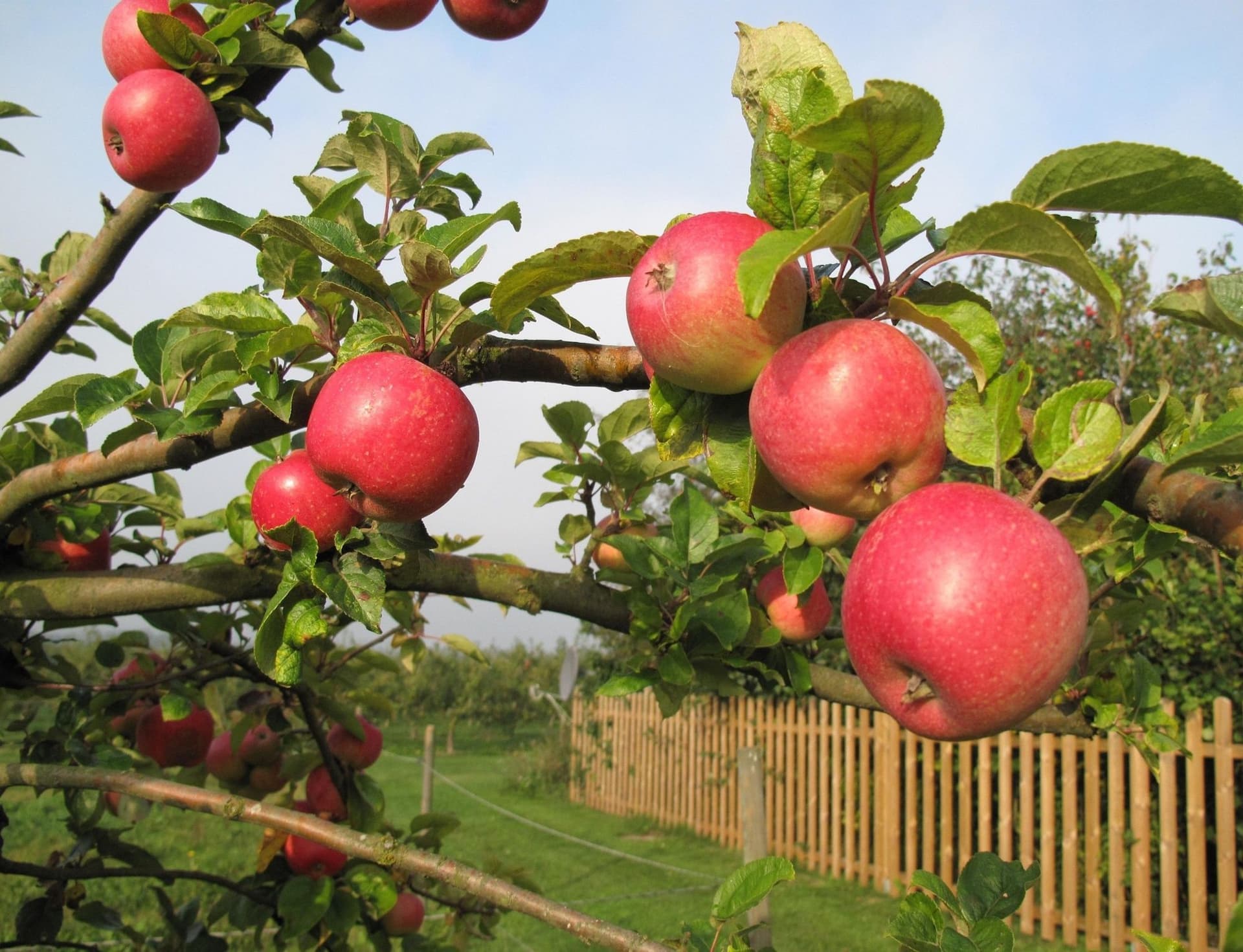 Kivik Apple Orchards